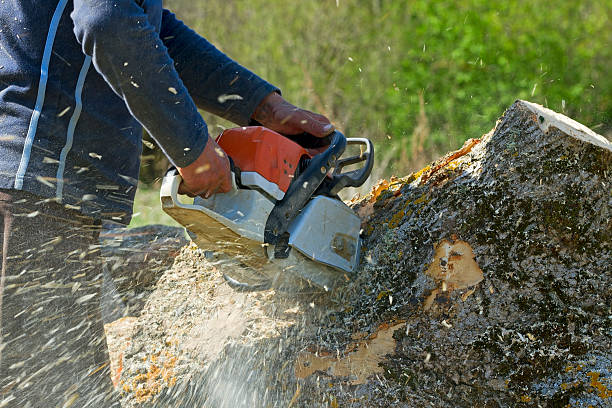 Best Tree Cutting Near Me  in Manti, UT